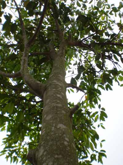 agarwood aloeswood tree