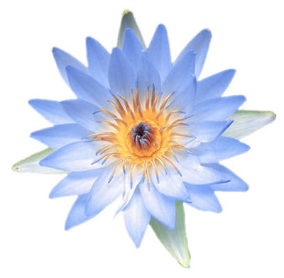 Blue Lotus Flower Pure Incense