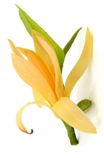 Golden Nag Champa Flower