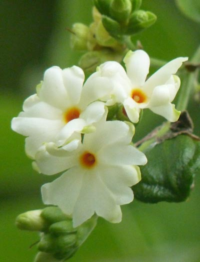 beautiful parijata flower