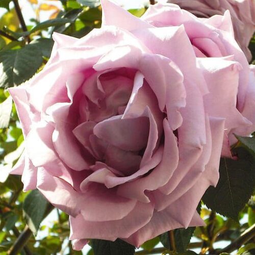 Absolute Agarwood Turkish Rose 50gm