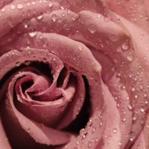 Rose incense pureincense e1678877578768